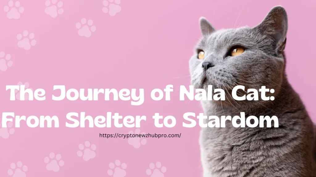 The Journey of Nala Cat From Shelter to Stardom